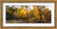 Autumn trees in a park, Central Park, Manhattan, New York City, New York State, USA Fine Art Print