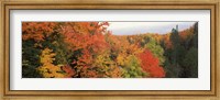 Autumnal trees in a forest, Hiawatha National Forest, Upper Peninsula, Michigan, USA Fine Art Print