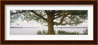 Tree on a Lake, Wisconsin Fine Art Print