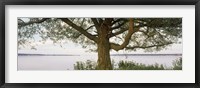 Tree on a Lake, Wisconsin Fine Art Print