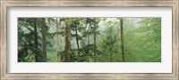 Trees in spring forest, Turkey Run State Park, Parke County, Indiana, USA Fine Art Print