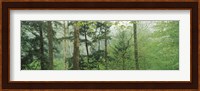 Trees in spring forest, Turkey Run State Park, Parke County, Indiana, USA Fine Art Print