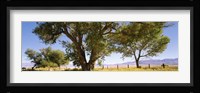 Cottonwood trees in a field, Owens Valley, California, USA Fine Art Print