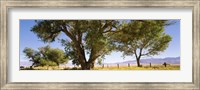 Cottonwood trees in a field, Owens Valley, California, USA Fine Art Print