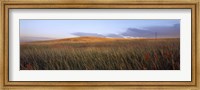 Tall grass in a field, High Plains, Cheyenne, Wyoming, USA Fine Art Print