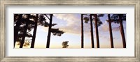 Low angle view of pine trees, Iowa County, Wisconsin, USA Fine Art Print