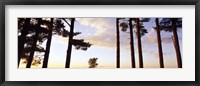 Low angle view of pine trees, Iowa County, Wisconsin, USA Fine Art Print