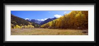 Aspens on a Hilll, Aspen, Colorado Fine Art Print