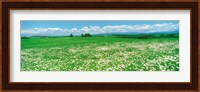 Meadow flowers, Daisy field Fine Art Print
