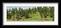 Horses on roundup, Billings, Montana, USA Fine Art Print
