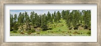 Horses on roundup, Billings, Montana, USA Fine Art Print