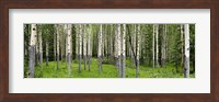 Aspen Trees Banff, Alberta, Canada Fine Art Print