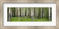 Aspen Trees Banff, Alberta, Canada Fine Art Print