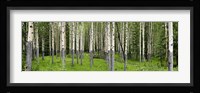 Aspen Trees Banff, Alberta, Canada Fine Art Print