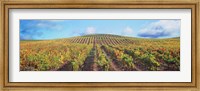 Vineyard, Napa Valley, California, USA Fine Art Print