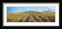 Vineyard, Napa Valley, California, USA Fine Art Print