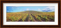 Vineyard, Napa Valley, California, USA Fine Art Print