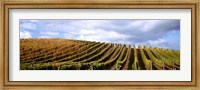 Rows of vines with leaves, Napa Valley, California, USA Fine Art Print