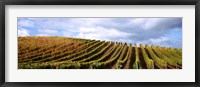 Rows of vines with leaves, Napa Valley, California, USA Fine Art Print