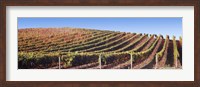 Rows of vines on a hill, Napa Valley, California, USA Fine Art Print