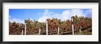 Vines in a vineyard, Napa Valley, Wine Country, California, USA Fine Art Print