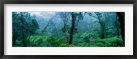 Trees in a rainforest, Hawaii Volcanoes National Park, Big Island, Hawaii, USA Fine Art Print