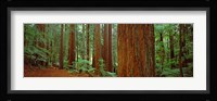 Redwoods tree in a forest, Whakarewarewa Forest, Rotorua, North Island, New Zealand Fine Art Print