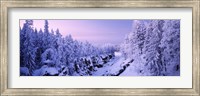 Snow covered trees in a forest, Imatra, Finland Fine Art Print