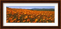 Namaqua Parachute-Daisies flowers in a field, South Africa Fine Art Print