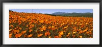 Namaqua Parachute-Daisies flowers in a field, South Africa Fine Art Print