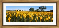 Bulbinella nutans flowers in a field, Northern Cape Province, South Africa Fine Art Print