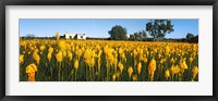 Bulbinella nutans flowers in a field, Northern Cape Province, South Africa Fine Art Print