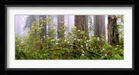 Rhododendron flowers in a forest, Del Norte Coast State Park, Redwood National Park, Humboldt County, California, USA Fine Art Print