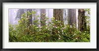 Rhododendron flowers in a forest, Del Norte Coast State Park, Redwood National Park, Humboldt County, California, USA Fine Art Print
