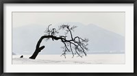 Contorted tree at a frozen lake, Lake Kussharo, Hokkaido, Japan Fine Art Print