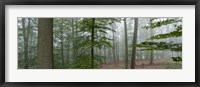 Trees in fog, Trier, Rhineland-Palatinate, Germany Fine Art Print