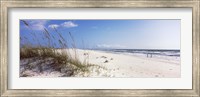 Tall grass on the beach, Perdido Key Area, Gulf Islands National Seashore, Pensacola, Florida, USA Fine Art Print