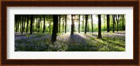 Bluebells growing in a forest in the morning, Micheldever, Hampshire, England Fine Art Print
