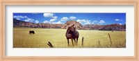 Horses Grazing at Kolob Reservoir, Utah Fine Art Print