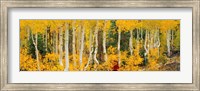 Aspen Trees in Autumn, Dixie National Forest, Utah Fine Art Print