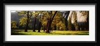 Trees near the El Capitan, Yosemite National Park, California, USA Fine Art Print
