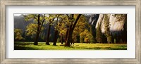 Trees near the El Capitan, Yosemite National Park, California, USA Fine Art Print