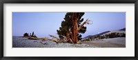 Bristlecone pine tree in Ancient Bristlecone Pine Forest, White Mountains, California, USA Fine Art Print