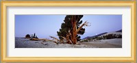 Bristlecone pine tree in Ancient Bristlecone Pine Forest, White Mountains, California, USA Fine Art Print