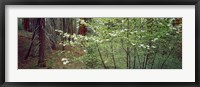 Flowering dogwood in bloom at sunrise, Sequoia National Park, California, USA Fine Art Print