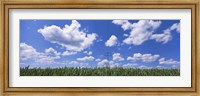 Wheat field and transmission tower, Baden-Wurttemberg, Germany Fine Art Print
