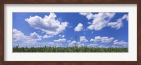 Wheat field and transmission tower, Baden-Wurttemberg, Germany Fine Art Print