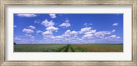 Road through agriculture fields, Baden-Wurttemberg, Germany Fine Art Print