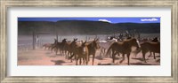 Close up of Horses running in a field, Colorado Fine Art Print