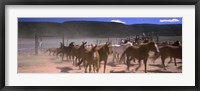 Close up of Horses running in a field, Colorado Fine Art Print